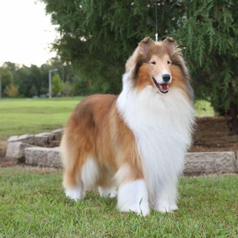 Rough Collie Videos, Rough Collie Dog, Collies Dog, Rough Collie Puppy, Collie Breeds, Rough Collies, Collie Puppy, Beautiful Dog Breeds, Collie Puppies