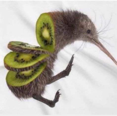 Acorn Painting, Cat Attack, Kiwi Bird, Flightless Bird, Creative Drawing Prompts, Curious Creatures, Kiwi Fruit, Creative Drawing, Hysterically Funny