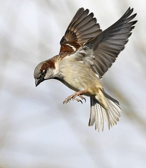 Pigeon In Flight, Bird Flying Reference, Bird Feet Reference, Bird Reference Photos, Bird Taking Off, Sparrow Flying, Best Cameras, Bird Flying, Sparrow Bird