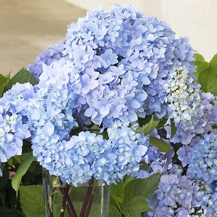 Prune Hydrangeas, When To Prune Hydrangeas, Shrubs For Borders, Nikko Blue Hydrangea, French Hydrangea, Modern Garden Landscaping, Pruning Hydrangeas, Hydrangea Tree, Types Of Hydrangeas