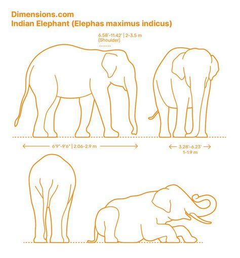 Aesthetic Elephant, Elephant Aesthetic, Elephant Anatomy, Pygmy Elephant, Elephant Quotes, Drawing Elephant, Forest Elephant, Mammals Animals, Elephant Habitat