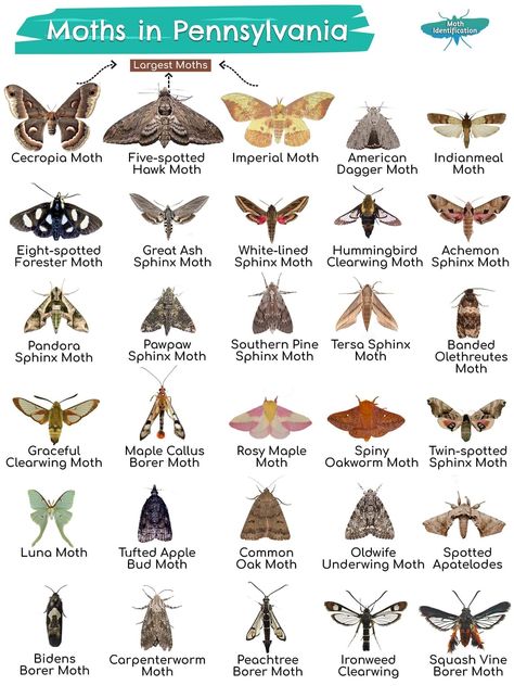 Moth Facts, Silkworm Moth, Giant Moth, Codling Moth, Types Of Moths, Butterfly Facts, Garden Critters, Cecropia Moth, Large Moth