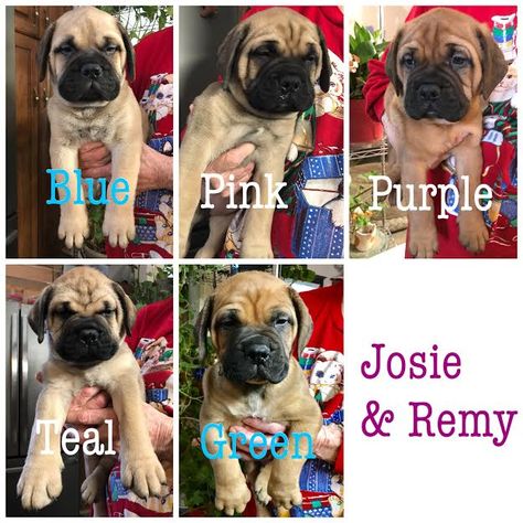 Bullmastiff puppy for sale in FLAT ROCK, MI. ADN-65207 on PuppyFinder.com Gender: Female. Age: 7 Weeks Old Bullmastiff Puppies For Sale, Bullmastiff Puppy, Puppy Finder, Flat Rock, Michigan Usa, Bull Mastiff, Puppy For Sale, Puppies For Sale, Teal Green