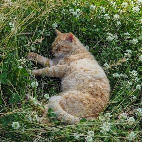 Orange Cat, The Grass, A Cat, Orange, Flowers, White