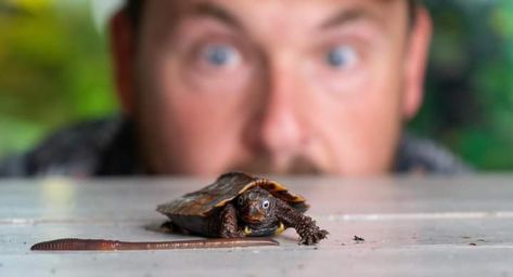 You can’t help but bug your own eyes when in the presence of “La Cay”, the Vietnamese black-breasted leaf turtle. Garden State Tortoise Turtle Garden, Garden State, Turtles, Tortoise, Bugs, Canning, Black, Bugs And Insects