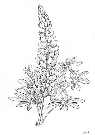 Lupine Flowers, Flower Line Drawings, Flower Drawings, Drawing Flowers, Flower Sketches, Floral Drawing, Painting Flower, Plant Drawing, Blue Bonnets