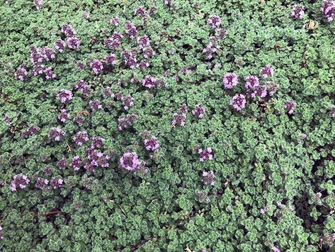 Use as a groundcover to smother weeds or plant between stepping stones for a fragrant walk through the garden! GardenLady.com | I Love Wooly Thyme Woolly Thyme Ground Cover, Wooly Thyme Ground Cover, Ground Covers For Sun, Sedum Ground Cover, Grass Alternatives, May Night Salvia, Magical Backyard, Wooly Thyme, Growing Thyme