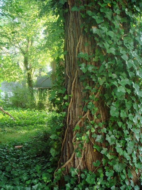 Vines On Trees, Creeping Ivy, Ivy Aesthetic, Ivy Tree, Ivy Garden, Creeping Vines, Shape Ideas, Dark Forest Aesthetic, English Ivy