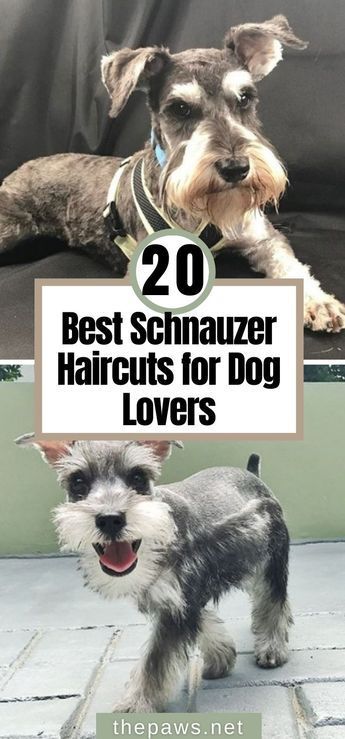 Schnauzer Grooming Styles Faces, Black Mini Schnauzer Grooming Haircuts, Fluffy Schnauzer Haircut, Schnauzer Cut Haircuts, How To Groom A Schnauzer At Home, Schnauzer Face Grooming, Miniature Schnauzer Haircut Hairstyles, Schnauzer Teddy Bear Haircut, Mini Schnauzer Grooming Haircuts