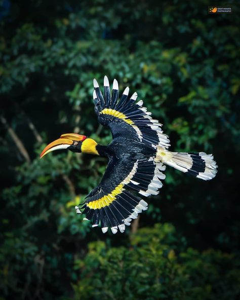 @birds_private on Instagram: “Great Hornbill...... . . #birds_private #pocketbirds #instabirds #exklusive_shot #exclusivewildlife #birds_brillance #birds_extreme…” Brown Eye Quotes, Great Hornbill, Hornbill Bird, Animales Cute, Art Studio Room, Beautiful Birds, Bald Eagle, Art Studio, Birds