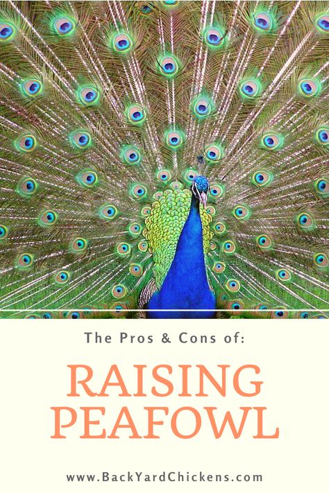 Peacock Raising, Peacock Care, Raising Peacocks, Keeping Ducks, Animal Farming, Peacock And Peahen, Majestic Birds, Raising Chicks, Pygmy Goat