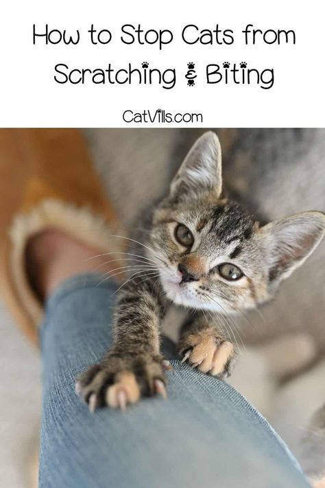 Cat Scratches On Skin, Best Cat Scratching Post, Declawing Cats, Raising Kittens, Cat Tips, Internet Cats, Cat Biting, Cat Language, Cat Hacks