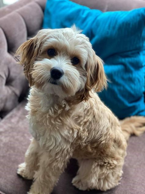 Cavapoochon Haircuts, Havanese Haircuts Teddy Bears, Cacapoopoo Dog, Cavapoo Grooming Styles, Havapoo Haircuts, Cavapoo Haircut Styles, Cavapoo Haircut, Havanese Haircuts, Cavachon Dog