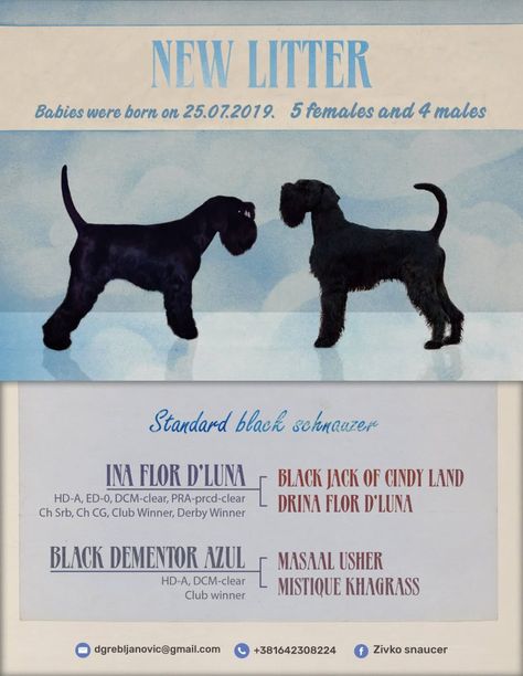 Black Standard Schnauzer, Black Schnauzer, Standard Schnauzer, Derby Winners, Dog Info, First Name, Puppies For Sale, Serbia, Puppies