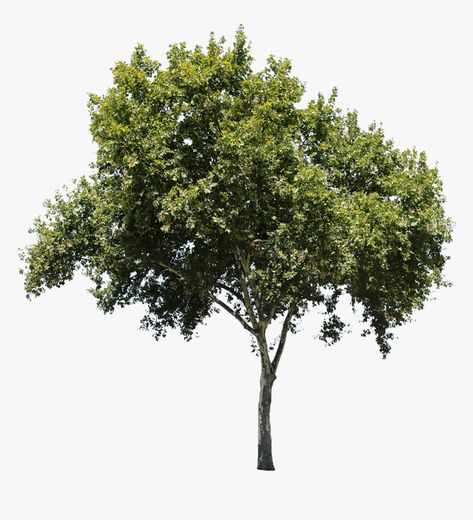 Tree Psd, Tree Architecture, Tree Cut Out, Tree Photoshop, Photoshop Png, Sycamore Tree, Advanced Photoshop, Tree Textures, Shade Trees