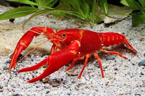 Procambarus clarkii – Detailed Guide: Care, Diet, and Breeding - Shrimp and Snail Breeder Freshwater Lobster, Fishing Room, Crab And Lobster, Lobster Recipes, Red Lobster, Aquatic Animals, Crustaceans, Freshwater Aquarium, Ocean Animals