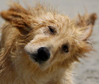 Does your dog often shake his ears, slapping them against the sides of his head with force? Here's what may be going on when your dog is shaking his head. Dog Shaking Head Ears, Ear Infections In Dogs, Animal Treats, Dogs Ears Infection, Dog Shaking, Ear Infections, Animal Care, Happy Animals, Dog Health