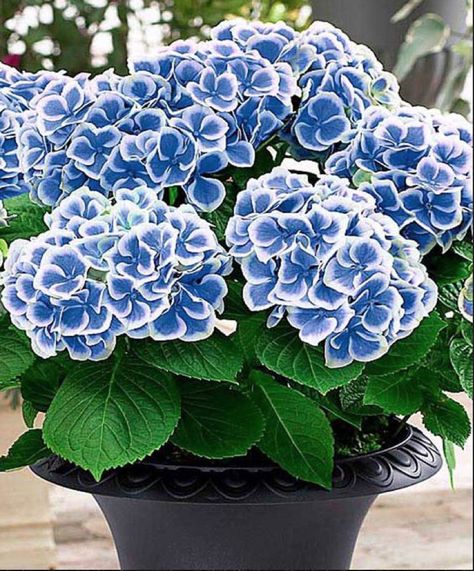 Bavaria, Hydrangea, Blue Flowers, Flowers, Blue