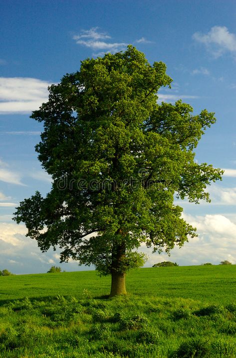 Tree Photo Reference, Tree Images Nature, Tree Reference Photography, British Trees, Tree Reference, Pictures Of Trees, English Oak Tree, 숲 사진, Tree Photo