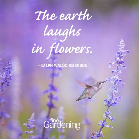 Ten of the best spring time quotes! -  Quotes about flowers and gardening -  From Fine Gardening.com Renewal Quotes, Lavender Quotes, Springtime Quotes, Web Quotes, Black Love Quotes, Spring Quotes, Fine Gardening, Garden Quotes, Journal Quotes