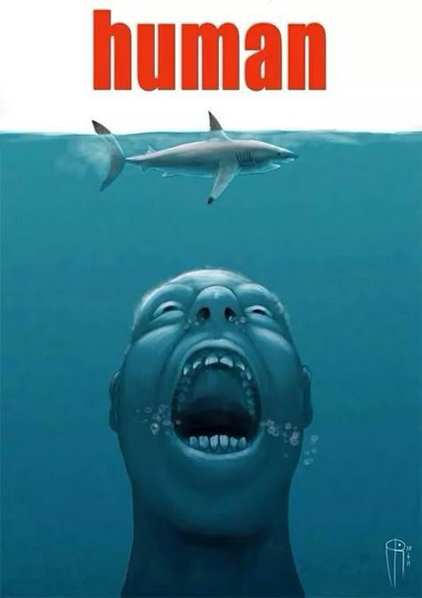 We are the real killers in the world Save The Sharks, Cute Shark, Memes Br, 웃긴 사진, Shark Week, Marine Biology, Funny Profile Pictures, Save Earth, Really Funny Pictures