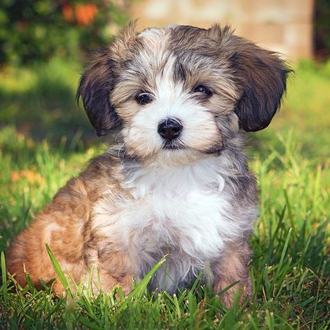 All About Havanese Dogs Cute Havanese Puppies, Havanese Dogs Haircuts, Havanese Dogs Full Grown, Havanese Full Grown, Havanese Puppies For Sale, Havanese Puppy, Dream Pet, Puppy Cut, Dog Haircuts