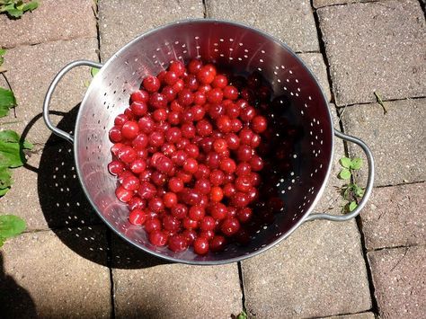 A Little Brown Blog: Sour Cherry Freezer Jam Cherry Freezer Jam, Cherry Jelly Recipes, Sour Cherry Recipes, Peach Freezer Jam, Sour Cherry Jam, Freezer Jam Recipes, Sour Cherries, Jam Recipes Homemade, Jam Tarts