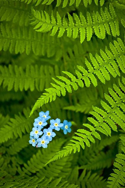 Myosotis sylvatica and Dryopteris Carthusiana  - lovely combination for woodland marginal planting Fiddlehead Ferns, Ferns Garden, Fern Leaf, Forget Me Nots, Woodland Garden, Alam Yang Indah, Garden Cottage, Forget Me Not, Shade Garden