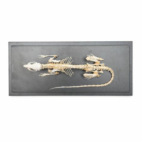 Rat Skeleton, Skeleton Top, Anatomy Models, Top View, Rats, Continental Wallet, Anatomy, Skeleton, Wallet