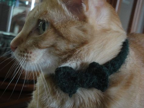 Crochet Kitty Bowtie Collar • Free tutorial with pictures on how to make a pet collar/leash in under 20 minutes Crochet Cat Collar, Crochet Bow Ties, Cats Clothes, Crochet Kitty, Crochet Cat Hat, Luxury Dog Collars, Crochet Dog Patterns, Cat Allergies, Dog Collar Bows