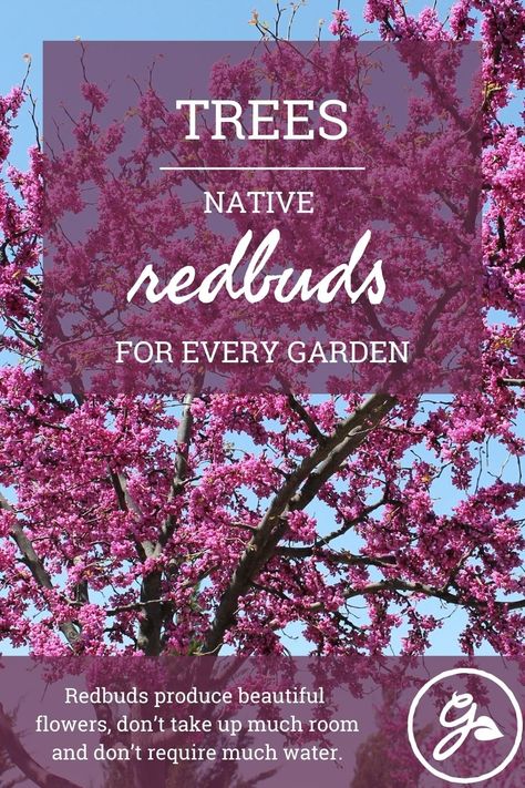 The popularity of redbuds has led to the development of many eastern redbud cultivars with varied colors and forms. Learn more here. Eastern Redbud Tree, Eastern Redbud, Landscaping Trees, Redbud Tree, Early Spring Flowers, Native Plant Gardening, Pea Flower, Magnolia Trees, Ornamental Trees