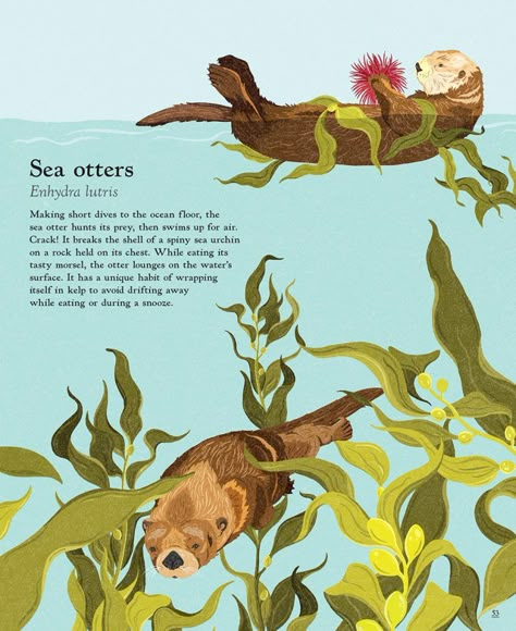 Otter Illustration, Animal Infographic, Illustrated Maps, Sea Otters, Science Illustration, Picture Books Illustration, Animal Book, Beautiful Bugs, Illustration Agency