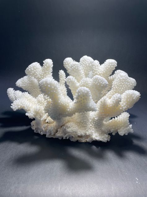 One of the four most abundant species of Hawaiian reef-building corals, the Cauliflower Coral is a surge-tolerant species that inhabits exposed shorelines and the surge zone of reef slopes. Its dense skeleton, sturdy branches and symmetrical head formation suit it to moderate wave action encountered close to the surface. Coral is a wonderful accent piece for your beach or vacation home but is just a stunning in more traditional settings. We absolutely love mixing coral with our vintage industria Coral Skeleton, Coral Shapes, Coral Texture, Ocean Stuff, Coral Bleaching, Jewel Of The Seas, Vintage Industrial Decor, Sea Coral, Textured Art