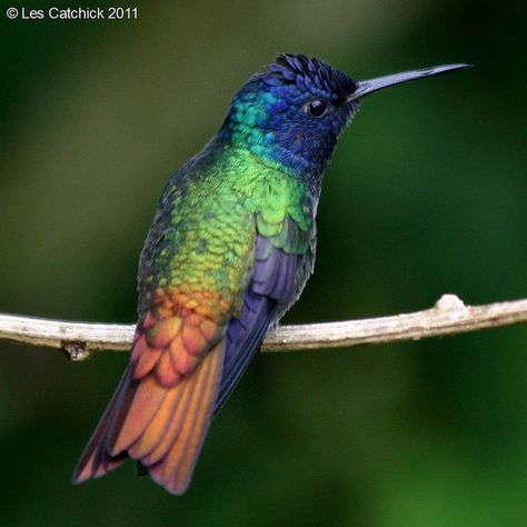 Hummingbird (Golden-tailed sapphire) Hummingbird Photography Amazing Photos, Rainbow Things, Hummingbirds Photography, Chainsaw Carvings, Hummingbird Pictures, Bird Photos, Hummingbird Tattoo, Most Beautiful Birds, Humming Bird Feeders