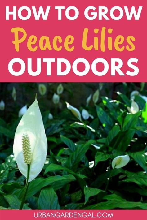 Growing peace lilies outdoors Peace Lily Care Outdoor, Lily Plants Outdoor, Japanese Peace Lily, Peace Lily Plant Care, Lilly Garden, Lilly Plants, Peace Lily Care, Peace Plant, Peace Lillies