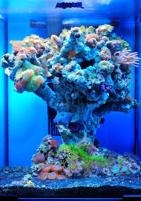 Alexander Gotin vertical design AWESOME aquarium! :) Saltwater Tank Setup, Reef Tank Aquascaping, Nano Reef Tank, Aquascape Ideas, Marine Fish Tanks, Saltwater Aquarium Fish, Amazing Aquariums, Coral Reef Aquarium, Saltwater Fish Tanks