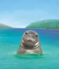 The Hawaiian Monk Seal Animal Smile, Narrative Nonfiction, Hawaiian Monk Seal, Seal Tattoo, Monk Seal, Book Reviews For Kids, Book Author, Book Illustrations, Sea Lion