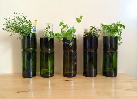 Glass wine bottle planters Herb Garden Indoor, Bottle Planters, Upcycled Wine Bottles, Wine Bottle Planter, Recycled Wine Bottles, Indoor Herb, Garden Indoor, Wine Bottle Diy Crafts, Herb Planters