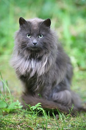 Grey Cat Breeds, Nebelung Cat, Norway Lofoten, Siberian Forest Cat, Siberian Forest, Cat Grey, Grey And White Cat, Lofoten Islands, Wise One