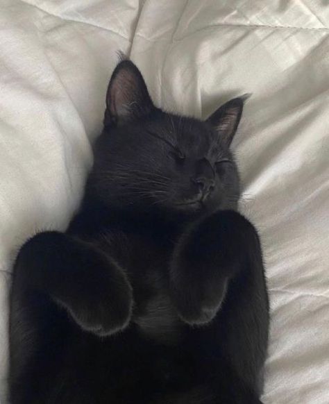 Black Cat Aesthetic, Cat Photos, A Black Cat, Black Kitten, Cute Black Cats, Cat Sleeping, Cat Aesthetic, Cat Wallpaper, Silly Cats