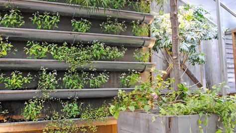 rain gutter vertical garden Vertical Vegetable Garden Design, Community Acupuncture, Vertical Vegetable Gardens, Gutter Garden, Vertical Garden Design, Vertical Vegetable Garden, Vertical Herb Garden, Vertical Garden Diy, Garden Ideas Cheap