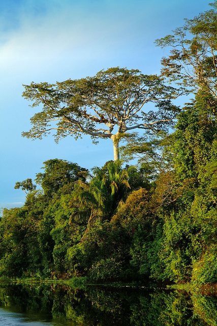 Amazon rainforest Flooded Forest, Peru Amazon, Travel Peru, Floating Hotel, Tropical Forests, Amazon Jungle, Amazon River, Inca Trails, Magic Garden