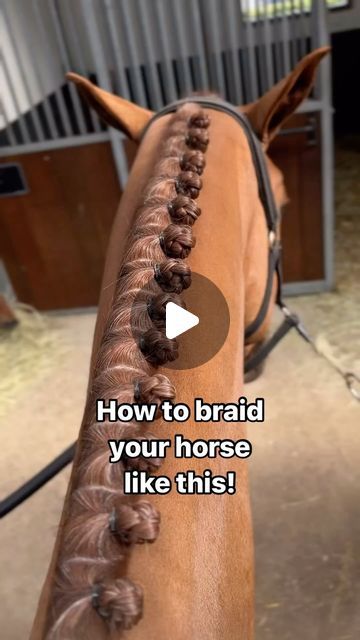 Wendy  Scholten Horses on Instagram: "Finally a video about my braiding. Sorry for the long wait 🥴 Hope this helps you to shine in the ring 😍  4yo Player WS (Pegase van ‘t Ruytershof) was a top model for his first braids ever, wearing the @zaza.classics training bridle at the end of the video. This bridle will be for sale soon with some improvements 👌🏻  #equestrian #twohearts #horses #dressage #showjumping #wendyscholten #wendyscholtenhorses #howtobraidyourhorse #braidingmanes #plaitingmanes" Button Braids Horse, Braids For Horses, Horse Braids, Horse Hair Braiding, Horse Braiding, Horse Competition, Competition Hair, Hobby Horses, Christmas Horses