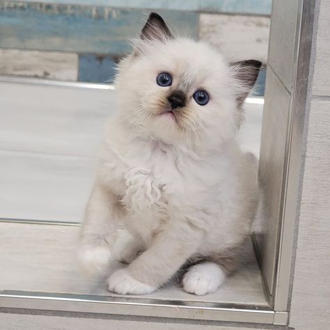 Seal Mitted Ragdoll Kitten 7 weeks old Seal Mitted Ragdoll, Mitted Ragdoll, Windsor Ontario, Ragdoll Cats, Ragdoll Kitten, Ragdoll Cat, Windsor, Cats And Kittens, Ontario