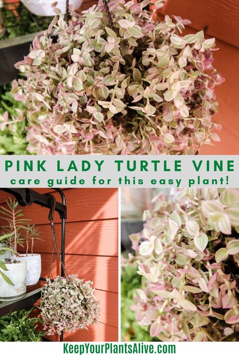 Pink Lady Turtle Vine, Pink Lady Plant, Turtle Vine, Houston Garden, Plant Obsession, Toxic Plants For Cats, Vine Plants, Plant Room, Future Garden