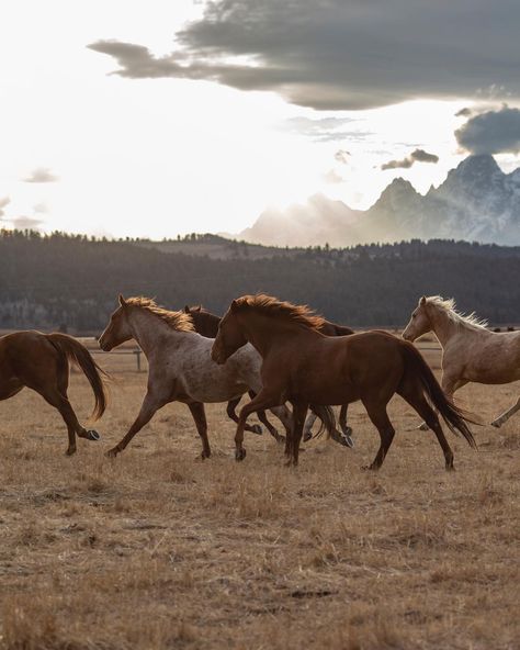 Diamond Cross Ranch, Faster Horses, Wyoming Cowboys, Cowgirl Magazine, Western Life, Horse Aesthetic, Old Faithful, Western Aesthetic, Horse Ranch