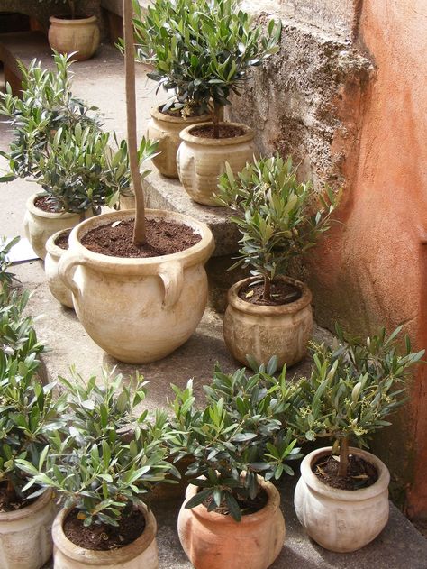 Olive Trees In Pots, Olive Tree In Pot, Olivier En Pot, Trees In Pots, Tree In A Pot, Baby Olive, Olive Plant, Patio Trees, Pallet Garden