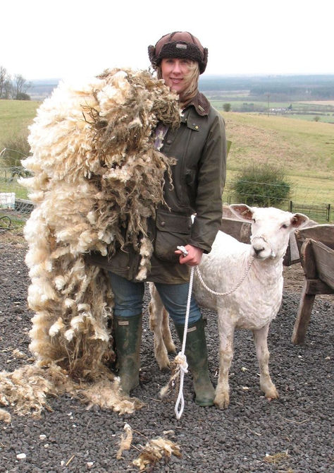 Lincoln Longwool Sheep, Sheared Sheep, Sheep Ranch, Kate Davies, Sheep Shearing, Baa Baa Black Sheep, Sheep Breeds, Counting Sheep, Sheep Farm