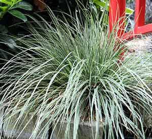 Carex oshimensis Everest is a superb ground cover and container plant with distinctive white striped foliage. It is easy to grow, low maintenance and forms a neat easily controlled mound. Everest is a great cold hardy accent plant for all year round arrangements. Carex Plant, Carex Oshimensis, Garden Perennials, Southern Living Plants, Perennial Grasses, Fall Plants, Ornamental Grasses, Plant Collection, Companion Planting