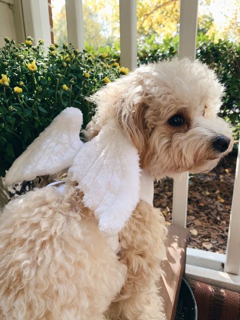 Cute angel wings! Cute Angel Wings, Original Aesthetic, Angel Costume, Pet Halloween Costumes, Cute Angel, Dog Costumes, Pet Costumes, Pet Stuff, Aesthetic Collage